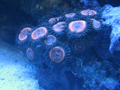 4539814558_e17752ca0d.jpg