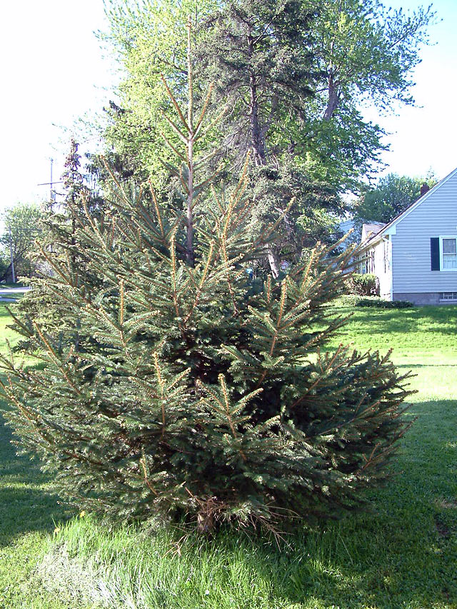 douglas_fir.jpg