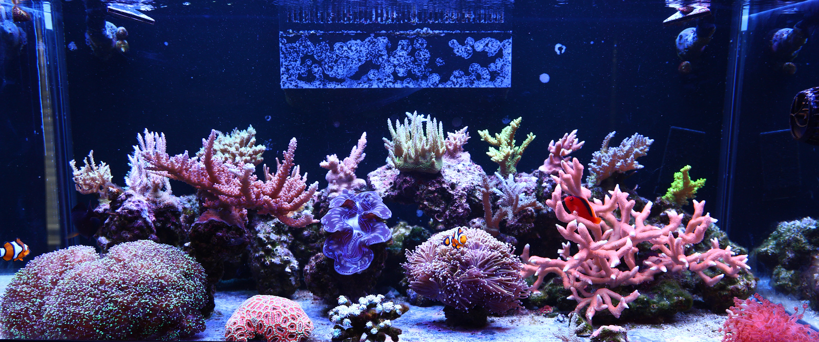 Aquarium-1-X3.jpg