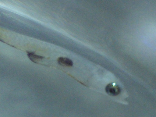 GBG_180_6.jpg