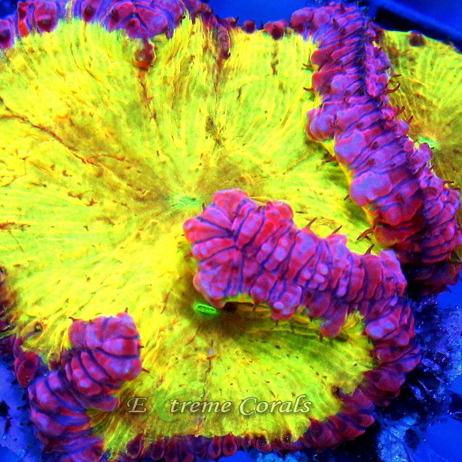 Comprehensive Guide to Caring for Blastomussa Corals in Your Reef Aquarium