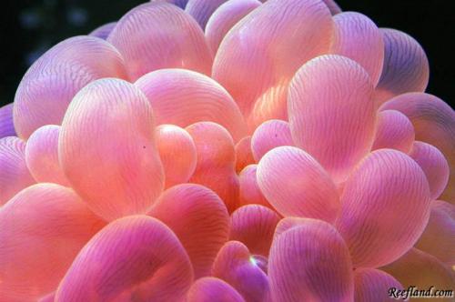 DSC_0140Bubble-MWEB.jpg