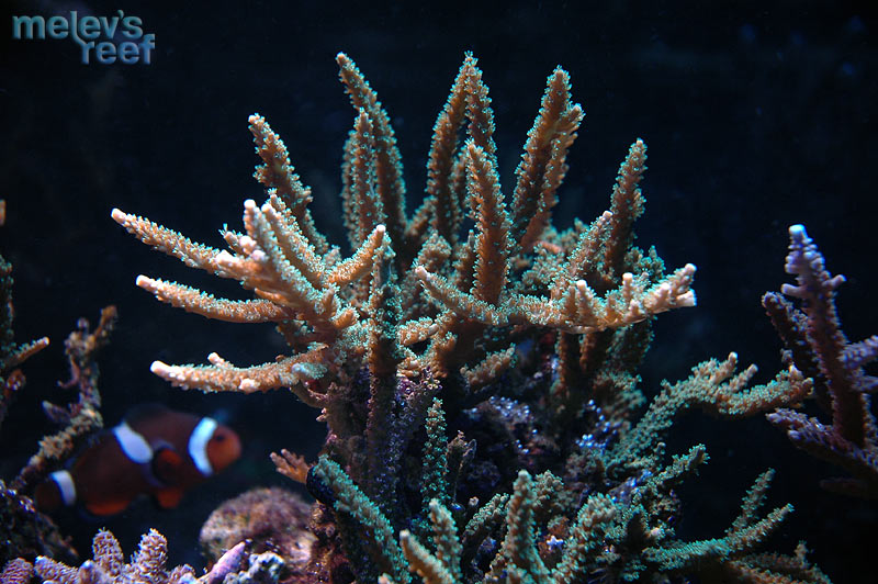 scripps_d70.jpg