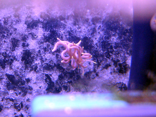 nudi4.jpg