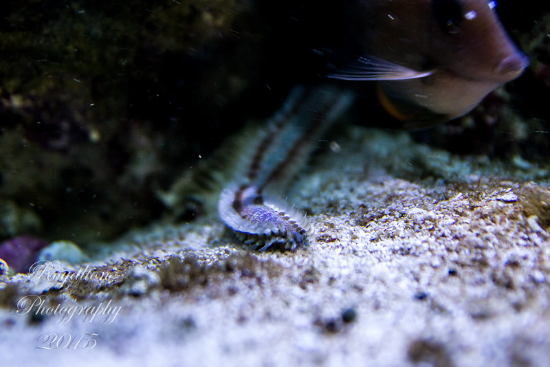 IMG_4404-L.jpg
