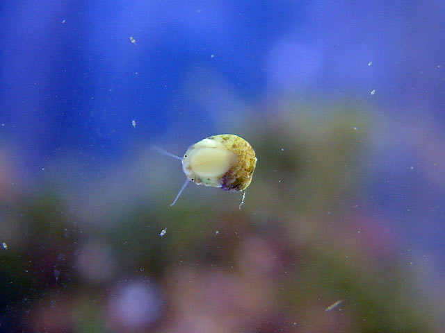 snail_staring.jpg