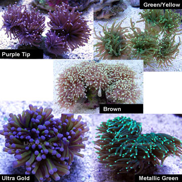 p-76756-torch-corals.jpg