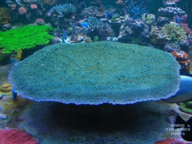 med_gallery_143_276_14066.jpg