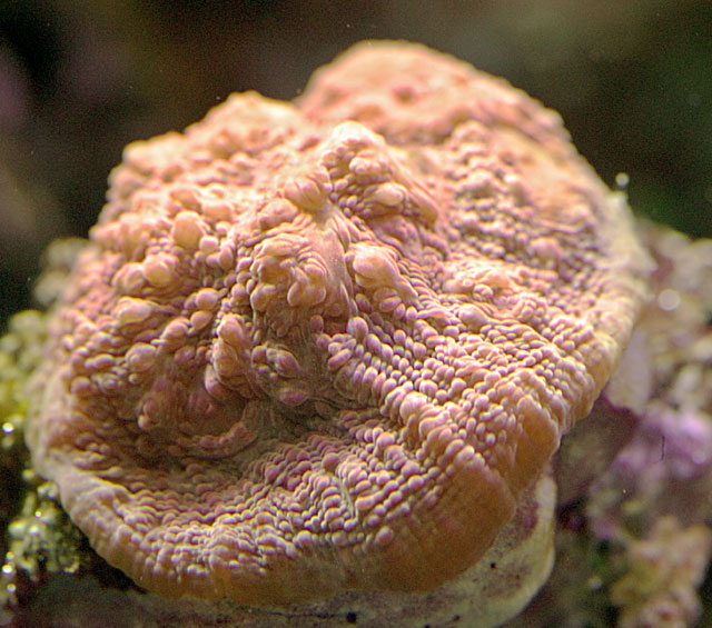 Echinophyllia-5-05.jpg