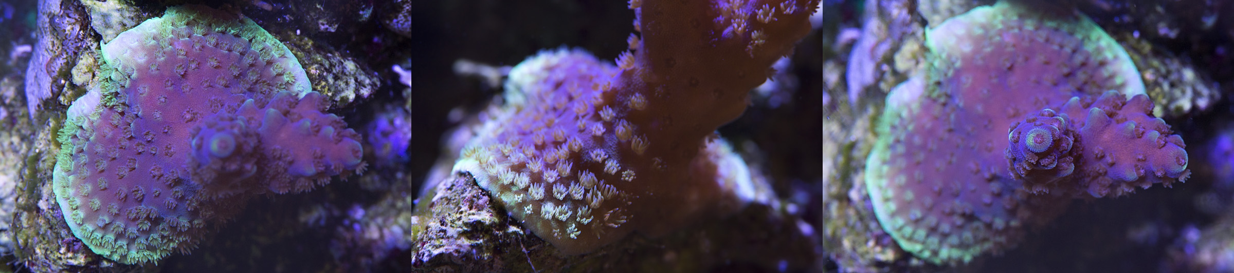 calireef_purple_profile_081116.jpg