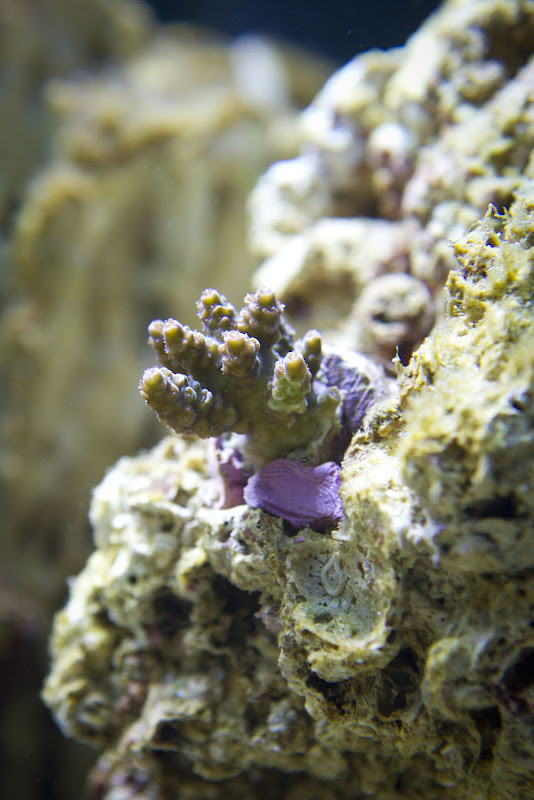 270-aquarium-6145.jpg