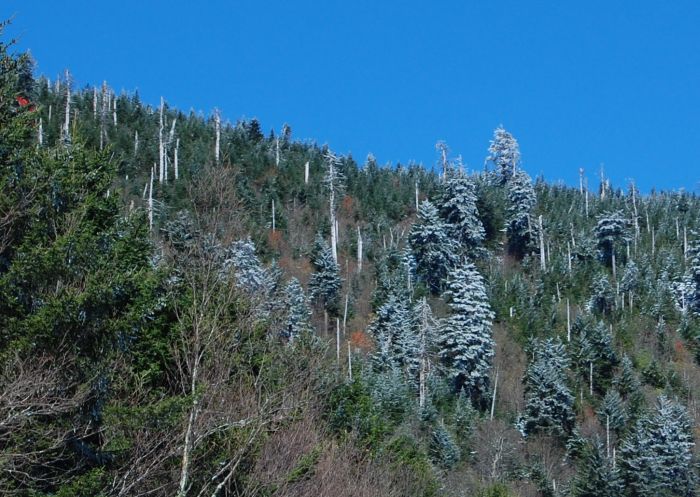 mount-mitchell0.jpg