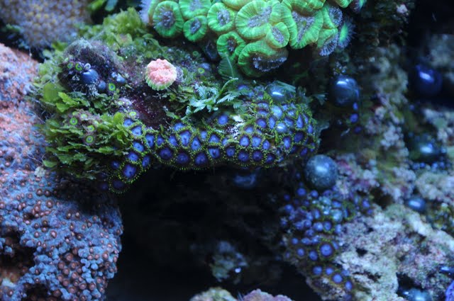 DSC_2158.JPG