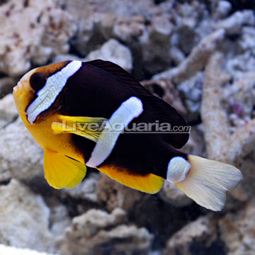 p-69365-clownfish.jpg