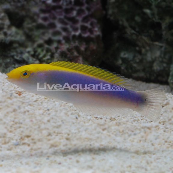lg-89362-Lightening-Wrasse.jpg