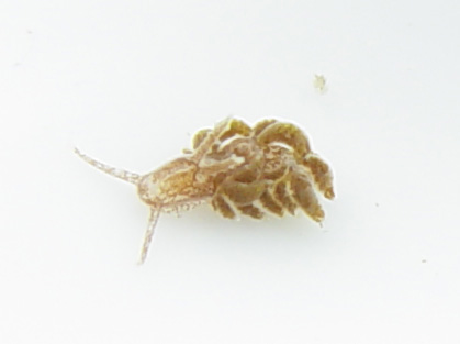 DSC04423_Nudi-vi.jpg