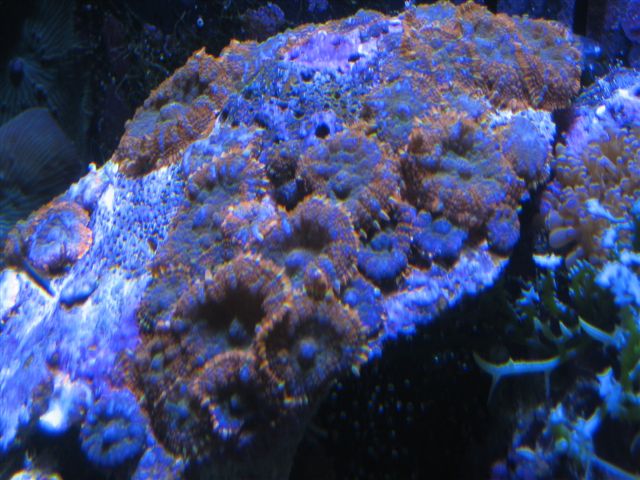 superman_mushrooms.jpg