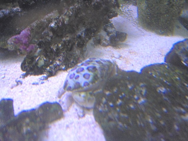 crab2.jpg