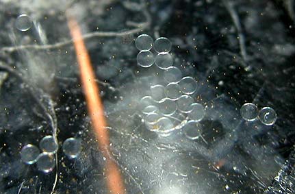 DSCN3106_23eggs.jpg