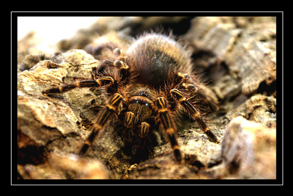 Grammostola_aureostriata_by_7thofseven.jpg