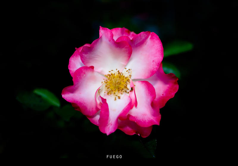 114_by_LCPhotography.jpg