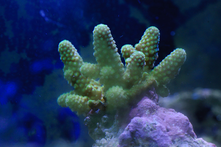 GreenAcro_063012-01.jpg