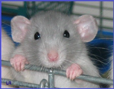 rats.jpg