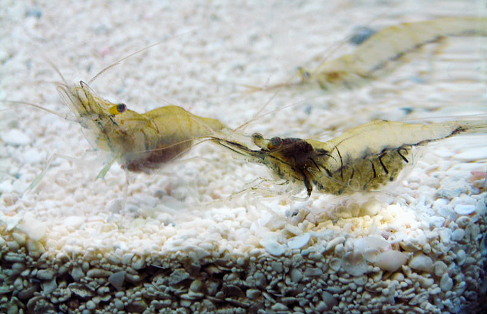 grassshrimp2.jpg