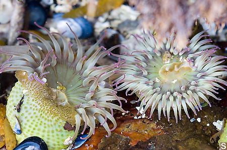 AnemoneFriends_450W.jpg