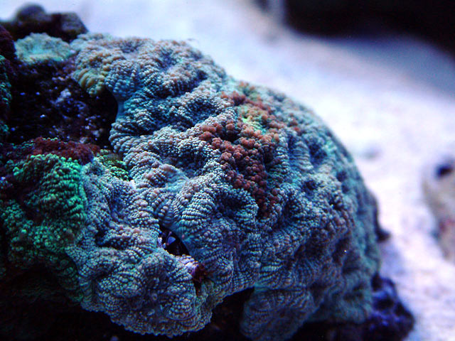 favia_mixed_0811.jpg