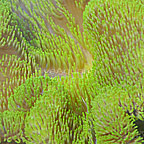 th-102815-292Stichodactylagigantea.jpg