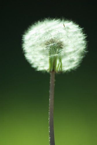 3182660351_86c2cbeea1.jpg