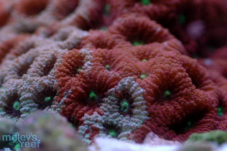 war_coral_1202.jpg