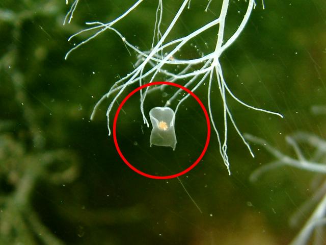 clear_flatworm2.jpg