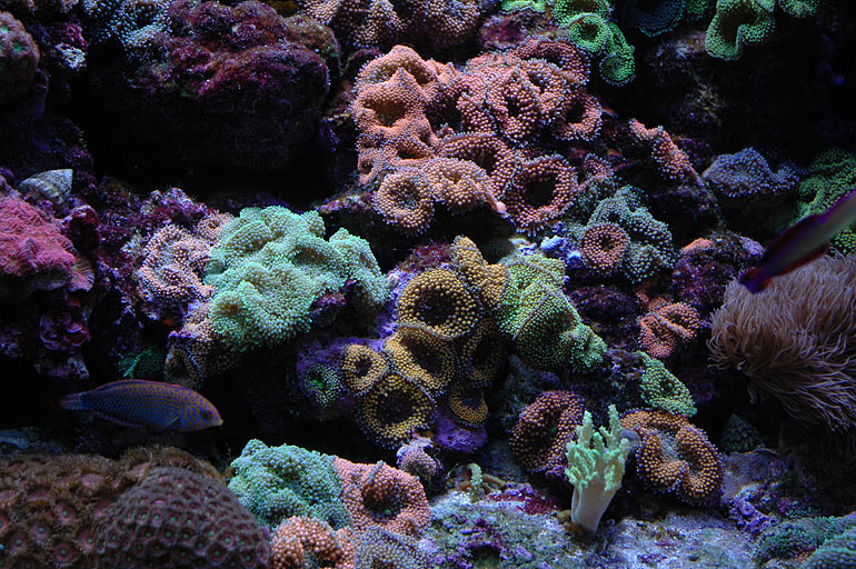pb_reef_ricordias2.jpg