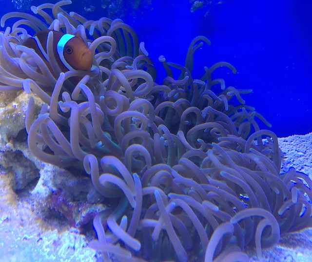 33519553874_aa7d00526d_z.jpg