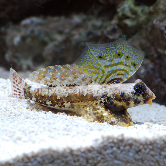 lg-71900-Scooter-Blenny.jpg