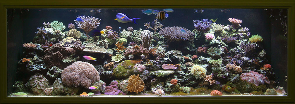 Oct-'03-Reeftank-2.jpg