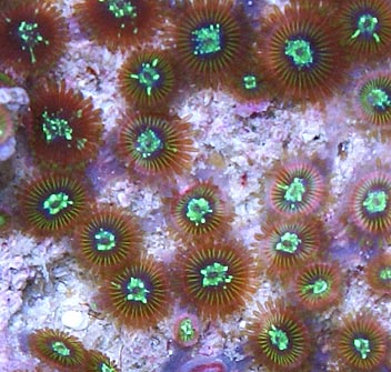 ebaycoral6close.jpg