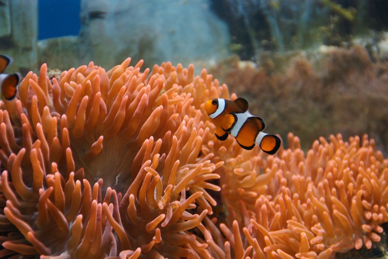 Dsc01636clownfish-vi.jpg