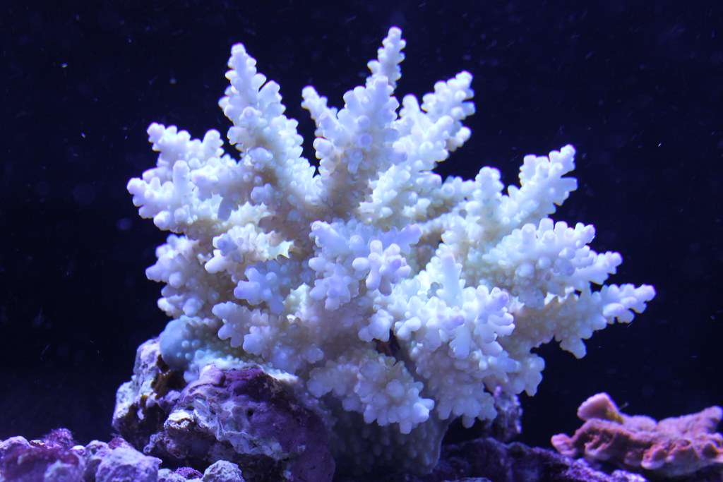 4291460000_7111f68934_b.jpg