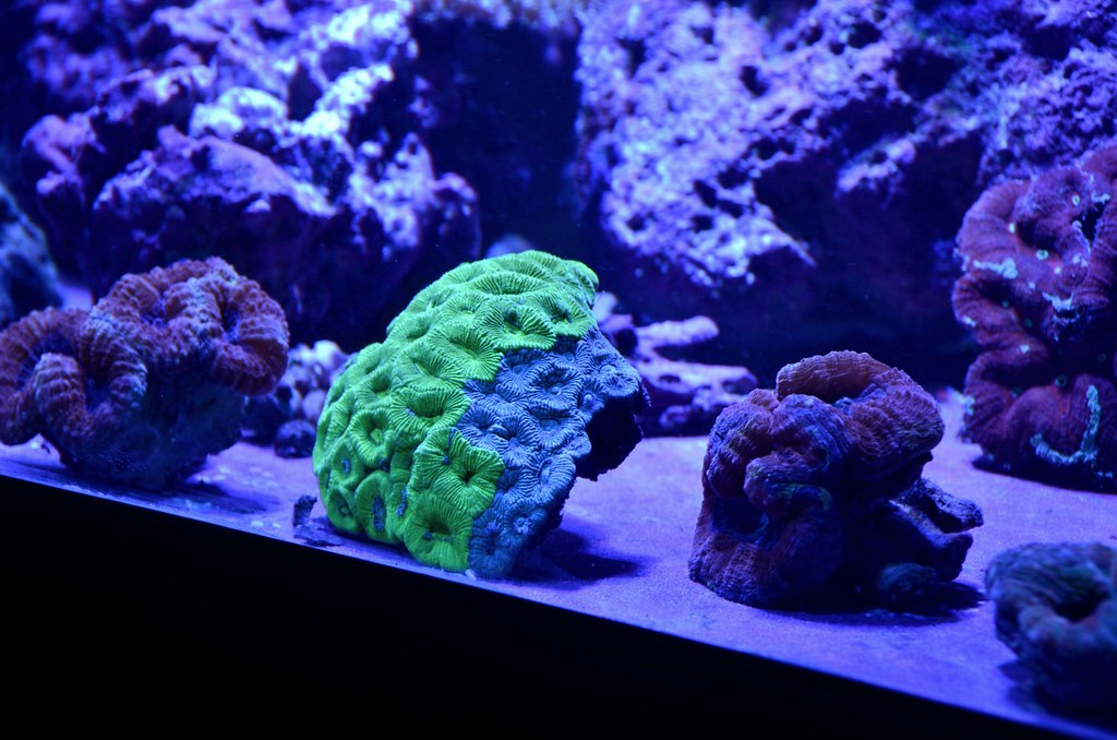 12761941535_a60ebc131c_b.jpg
