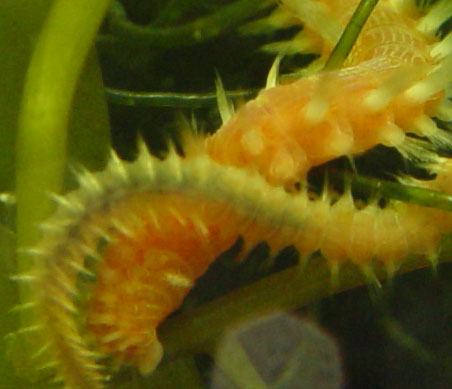 DSC02602Bristleworm-vi.jpg