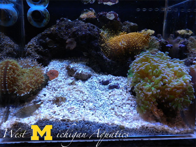 12inchfts3_15_2010.jpg