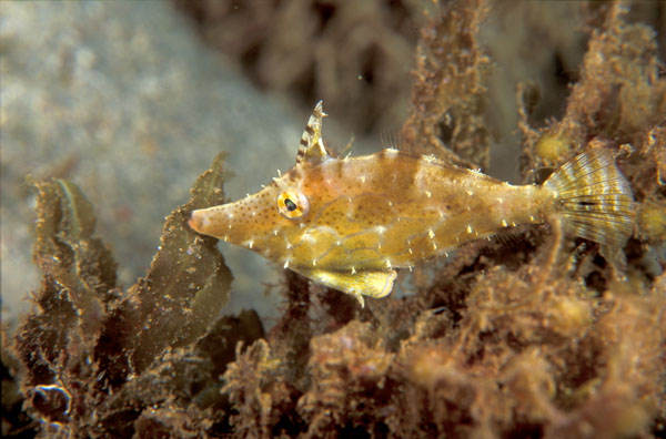 Slender%20Filefish%202.jpg