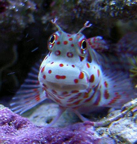 med_gallery_1752_6_255935.jpg