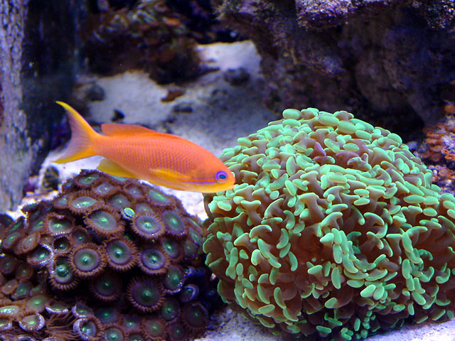 anthias10.jpg