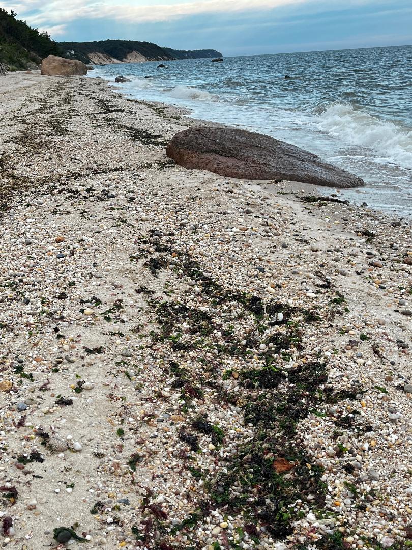 seaweed on beach.jpg
