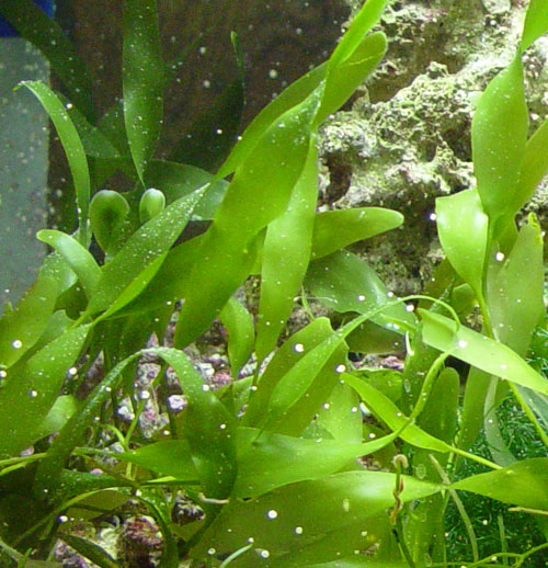 DSC02599Caulerpa2-vi.jpg