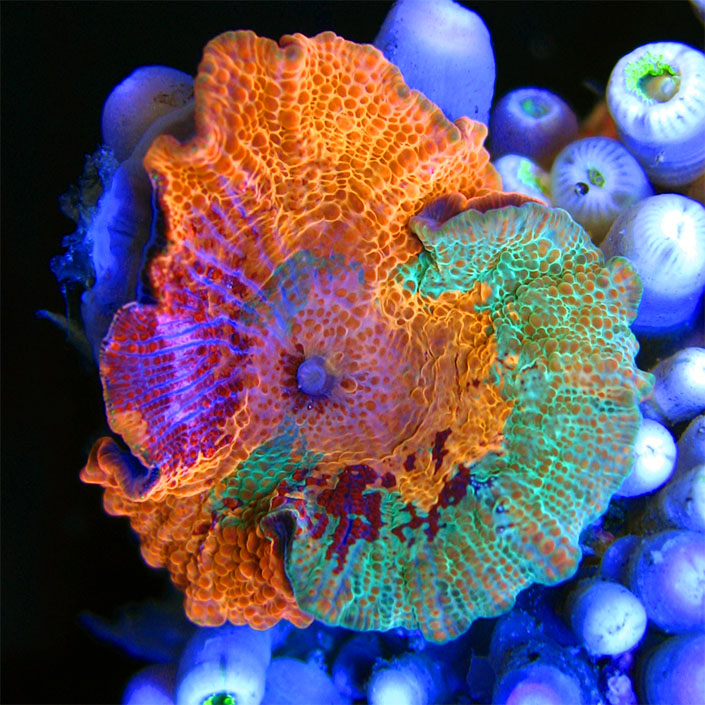 ccdaSexy-Corals-Super-Schroom.jpg